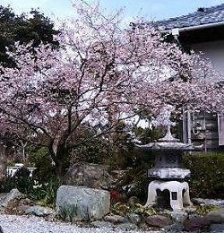 境内の彼岸桜